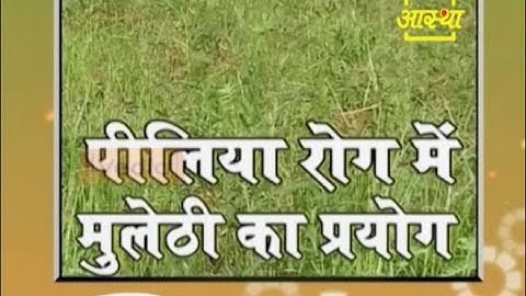 पीलिया रोगो में मुलेठी का प्रयोग | आचार्य बालकृष्ण
