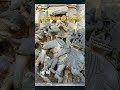 1 | Dipankar Bhattacharya Ep.10 - Language as Power