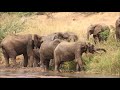 wildlife dreams  elephants