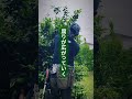 木の命はどこで切るかで変わる。木を長く生かす剪定の心得。