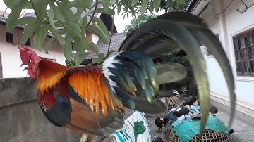 qaib dib qaib qus noob cuab tuaj zoo heev - ไก่ต้อ,ไก่ป่าเนียวต้อมาดีที่สุด..02054502004.