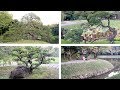 Japan, Day 6.2, Tokyo - Koishikawa Kōrakuen Garden, 小石川後楽園, Niwaki/Japanese Garden Trees [4K, ASMR]
