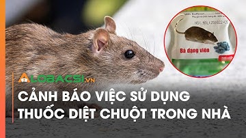 Cảnh báo việc sử dụng thuốc diệt chuột trong nhà | Video Alobacsi