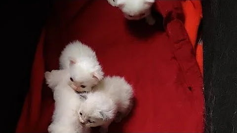 Video 4981381: cats catlover catlife, cat eye small, cute kitten