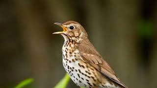Ardıç Kuşunun Şarkı Gibi Ötmesi (Song Thrush)