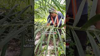 Menyala petani sawit Indonesia🌴🔥 #petanisawit #fyp