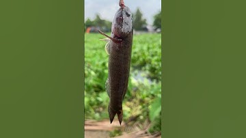 Câu Cá Sông Thiên Nhiên Dính Cá Bống Dừa Cute #cauca #shorts