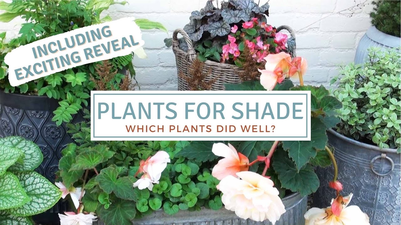 Shade Loving Plants In Pots / How To Use Planters In Shaded Gardens