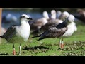 Dos gaviota anilladas grabadas en Oporto