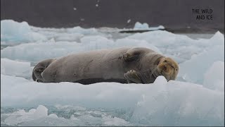 Bearded Seal Falling Asleep 