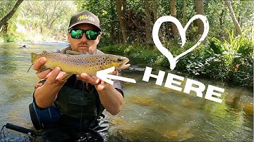 How to HANDLE TROUT for healthy RELEASE