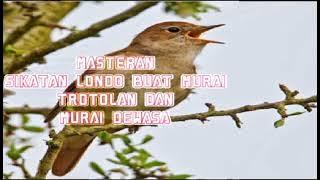 Masteran sikatan Londa cocok buat murai trotolan dan murai dewasa