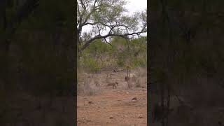 Lion cubs flee elephant bull