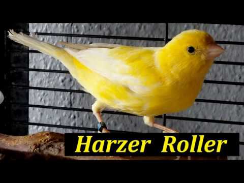 Harzer Roller Gesang - Gesangskanarien Canarysong Edelroller - YouTube