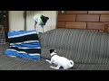 P1120817ソファーの背走り　日本テリア(Japanese Terrier,Nihon Terrier)