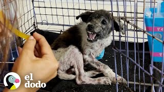 Cachorro más gruñón se convierte en un amor total | El Dodo