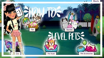 HOW TO LEVEL PETS ON MSP