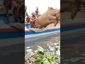 হাই জাম্প দিয়ে ঢাকায় প্রবেশ করলো কোরবানির এই গরুগুলো, পোস্তগোলা ঘাট