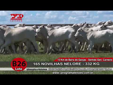 LOTE B26