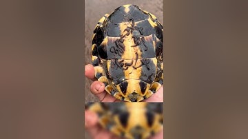 Giải cứu con Rùa đáng thương#thế giới động vật#shorts