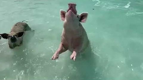 Pigs are very smart, when they are well taking car...