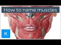 How are muscles named  terminology  human anatomy  kenhub