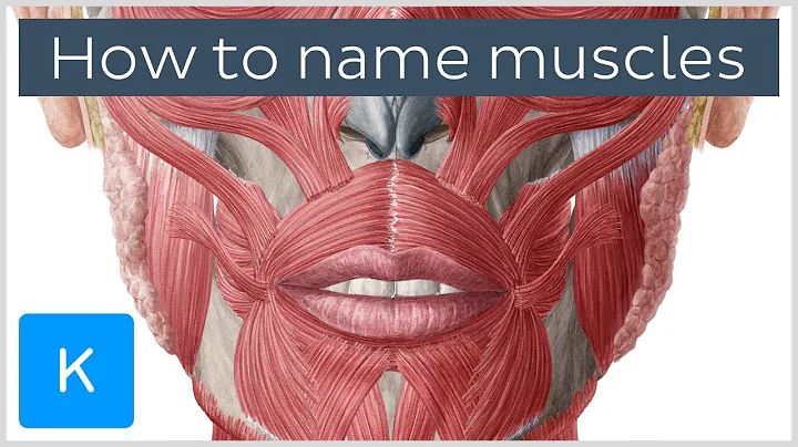 How are muscles named? - Terminology - Human Anatomy | Kenhub - DayDayNews