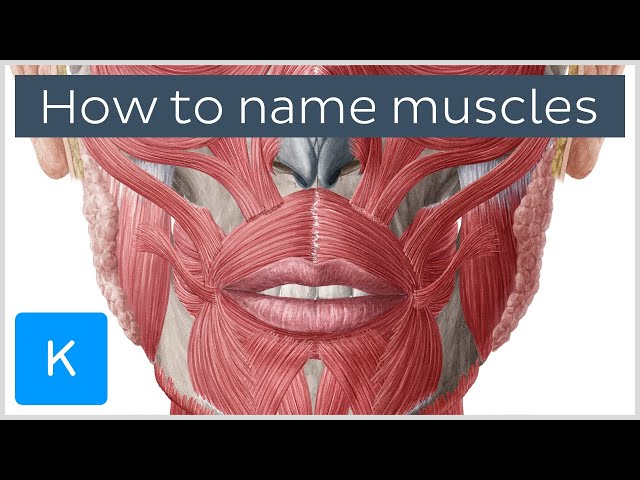 Essential Labelled Diagram of the Muscles 3 sddefault