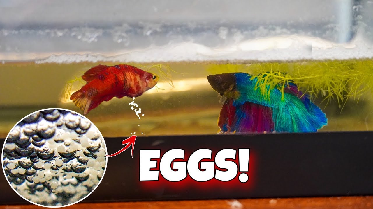 What Do Betta Fish Eggs Look Like 