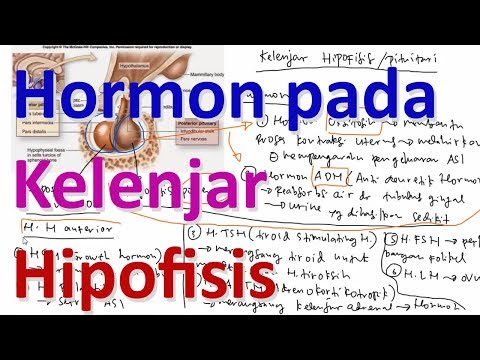 Sistem Hormon pada Kelenjar Hipofisis Anterior dan Posterior