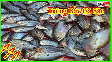 Bẫy Cá Sặc TRÚNG CẢ BẦY CÁ, AI XEM CŨNG MÊ, Catch Fish - Một Góc Miền Tây vlogs