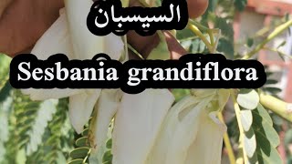 شجرة السيسبان Sesbania grandiflora