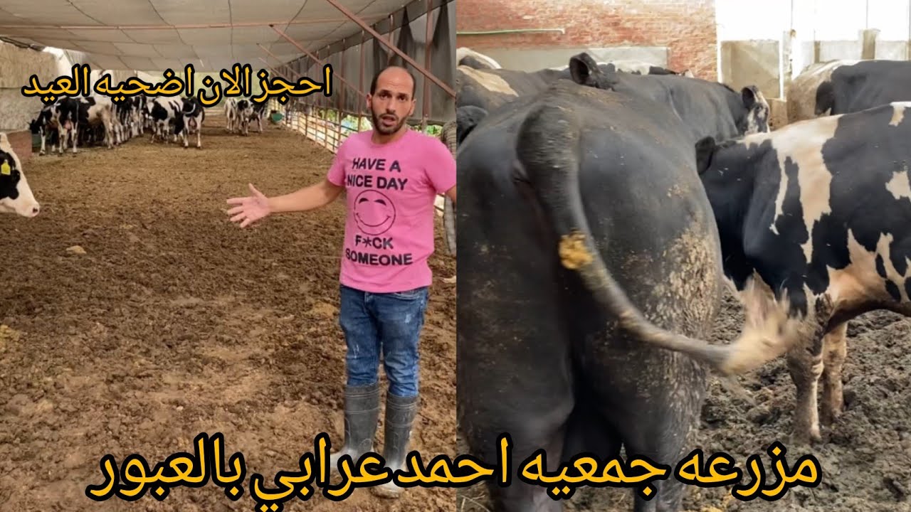 اوزان تقيله تريلات من العجول اللحم في مزرعه جمعيه احمد عرابي السنه دي هتضحي والكل هيبقى سعيد