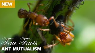 True Facts : Ant Mutualism