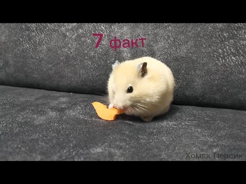 7 интересных фактов о хомяках 🐹 Хомяк Персик - YouTube