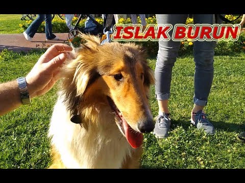 Rough Collie Lassie Cinsi Kopek Sahiplenmek Isteyenlere Sahibinden Detayli Bilgiler Youtube