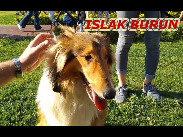 Rough Collie Lassie Cinsi Kopek Sahiplenmek Isteyenlere Sahibinden Detayli Bilgiler Youtube