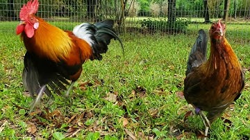 Rooster Courting Dance - Bantam Qaib Dib Junglefowl