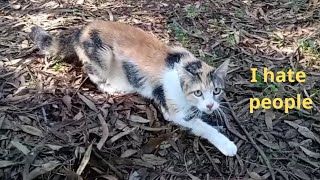 Homeless mother cat who hates humans