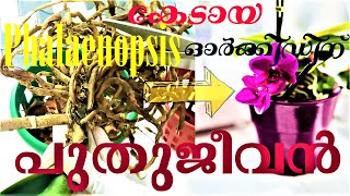 Dying Phalaenopsis orchid critical care (In Malayalam)