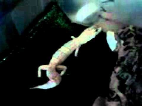 lizard skin grips Leopard gecko tail wiggling