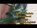 Kauçuk bitkisi bakımı saksı toprak değişimi- salon bitkilerinde kök çürümesi neden olur ✔💯