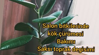 Kauçuk Bitkisi Bakımı Saksı Toprak Değişimi - Salon Bitkilerinde Kök Çürümesi Neden Olur ✔💯