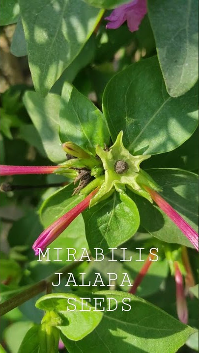 MIRABILIS JALAPA SEEDS