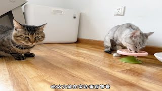 地库流浪猫｜第3季07第217天，大狸花怎么怕美短呢哈哈，胖冬吃东西的时候库库不敢抢！