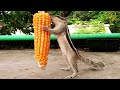 Best Squirrel Eating Hanging Corn