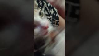 KUCING LUCU KU GALAK BANGET SIH CANTIK