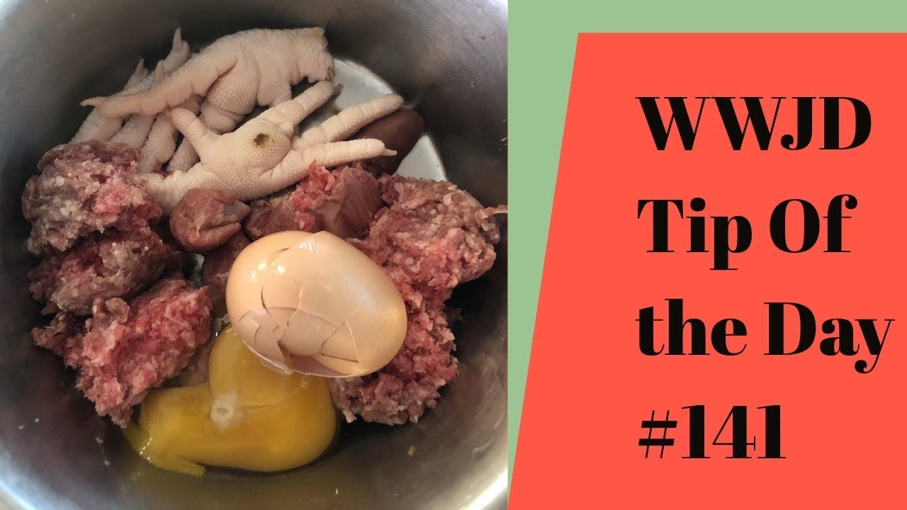 dog trainer in delhi punisher, What Would Jeff Do? Dog Training Tip of the Day #141