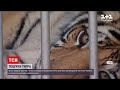 Новини світу: у Техасі знайшли тигра, якого подружжя незаконно утримувало вдома