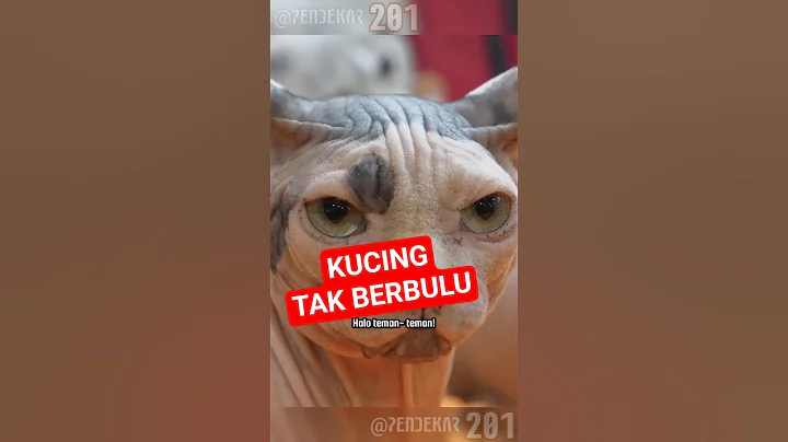 Video 10929901: kucing sphynx